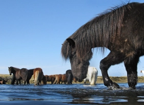 Horses crossing Horses crossing