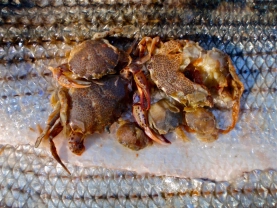 Toe biters Toe biters