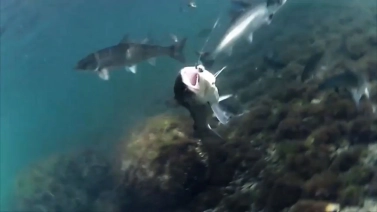 Amazing underwater glimpses Amazing underwater glimpses