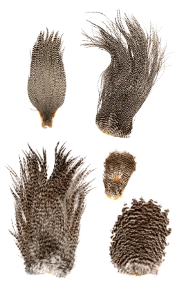 Saddles compared Saddles compared