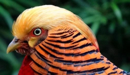 Crest and tippet Crest and tippet