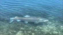 Video thumb for Two of the biggest fish I have ever seen!