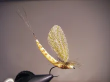 User submitted picture: Paradanica in Danica vise...