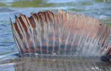 User submitted picture: grayling fin in the sun
