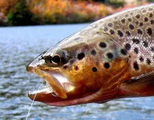 User submitted picture: Colored brown caught from...