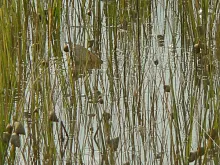 User submitted picture: Redfish tail on a grass f...