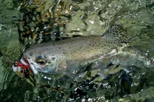 User submitted picture: Nice, colored rainbow cau...