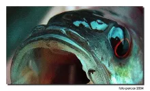 User submitted picture: ... perca with the hook f...