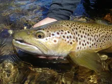 User submitted picture: perfect trout in a perfec...