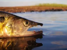 User submitted picture: Creepy Creature...    Oli...