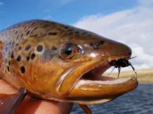 User submitted picture: A beauty on a windy day.....