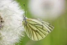 User submitted picture: perfect softness