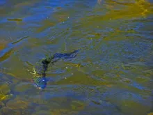 User submitted picture: Caleufu River,Patagonia A...