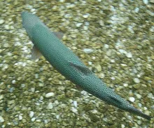 User submitted picture: Underwater photo of giant...