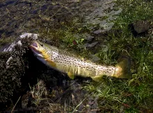 User submitted picture: Wild Brown Trout