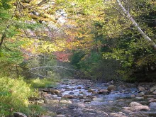 User submitted picture: Where Wild Brook Trout Li...
