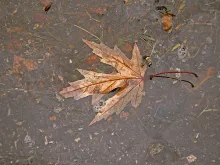 User submitted picture: The first signal of the c...