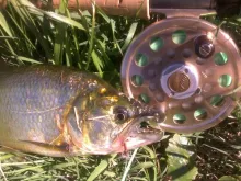 User submitted picture: Toothy!