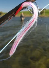 User submitted picture: Synthetic White Pike Sara