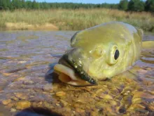 User submitted picture: Natal Scaley (Yellowfish)...