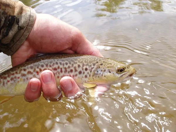 User submitted picture: Interesting marks on a br...