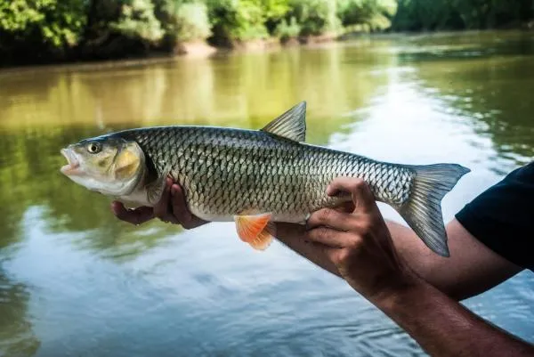 User submitted picture: Chub in my hand