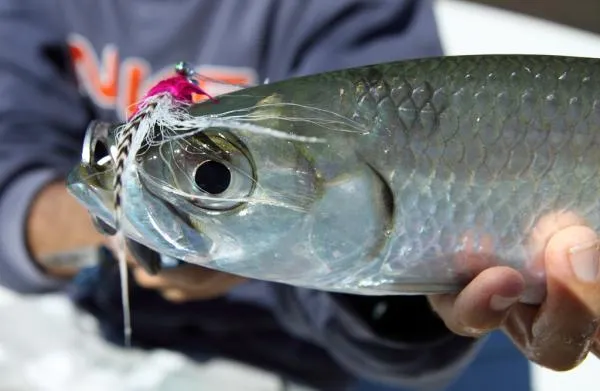 User submitted picture: A baby Tarpon caught on a...