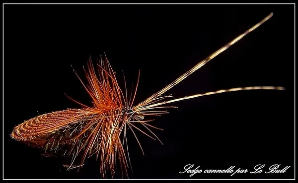 User submitted picture: braun caddis