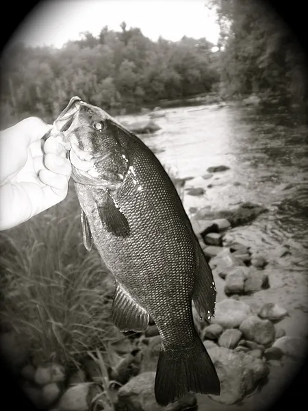 User submitted picture: Smallmouth Bass
