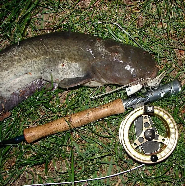 User submitted picture: Catfish (Silurus glanis) ...