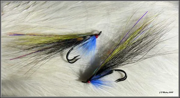 User submitted picture: Sheep Flies