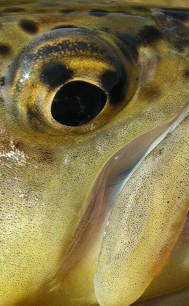 User submitted picture: Eye to Eye - up close and...