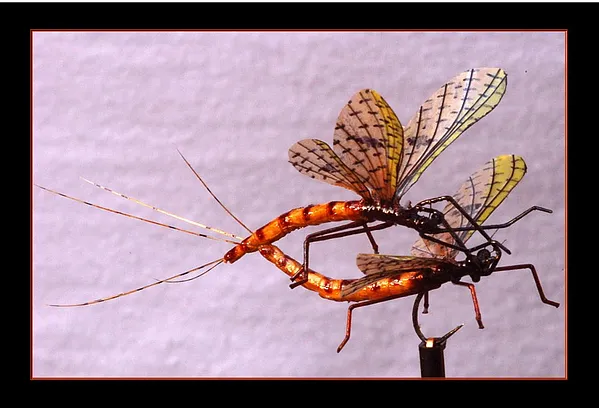 User submitted picture: mating dance