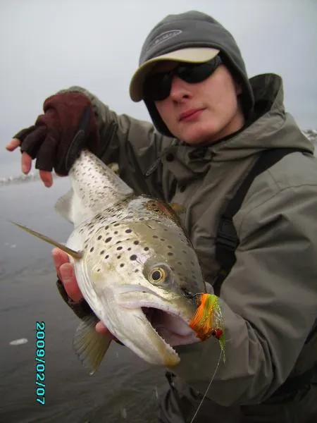 User submitted picture: Winter sea trout 
