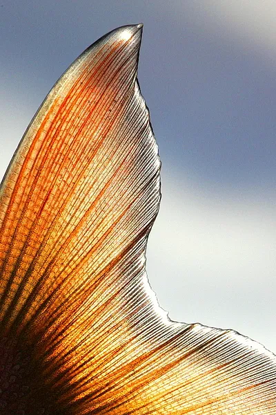 User submitted picture: Arctic char tail detail. ...