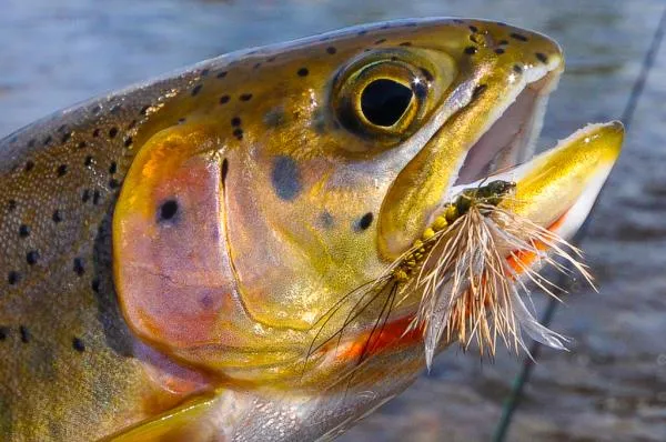 User submitted picture: Rock Creek cutthroat trou...