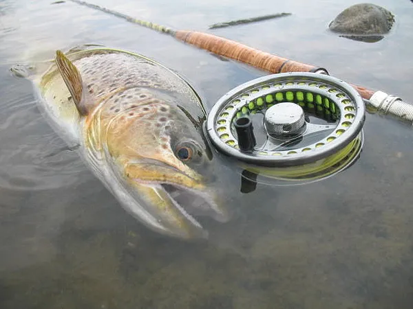 User submitted picture: River Brownie!!!! Caught ...