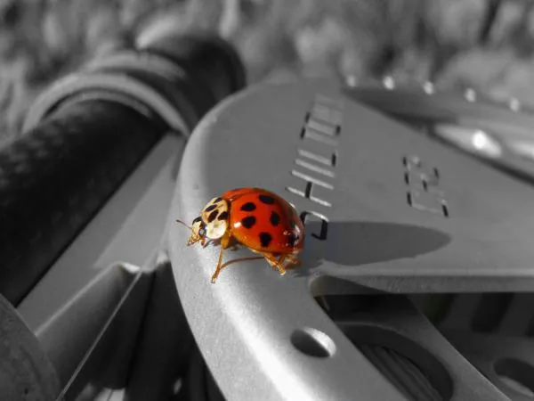 User submitted picture: Ladybug on fly reel. Nice...