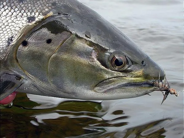 User submitted picture: Last fish of the trip jus...