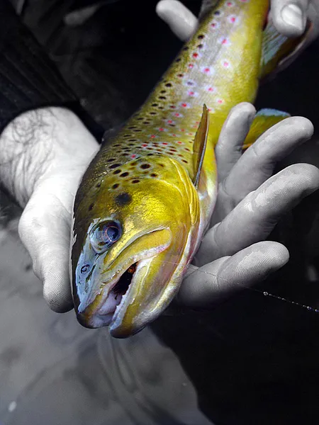 User submitted picture: Pure Gold. A beautiful br...