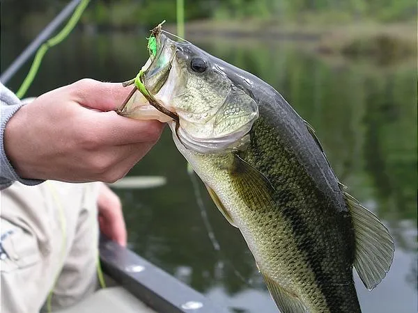 User submitted picture: Thumbed largemouth bass