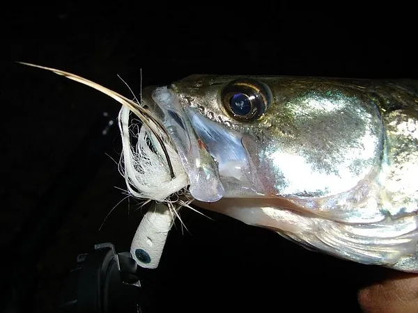 User submitted picture: Pikepearch (Stizostedion ...