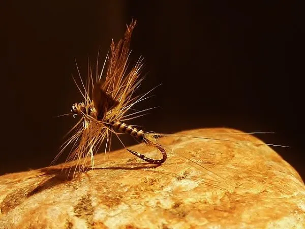 User submitted picture: Quill Dryfly Feather wing...